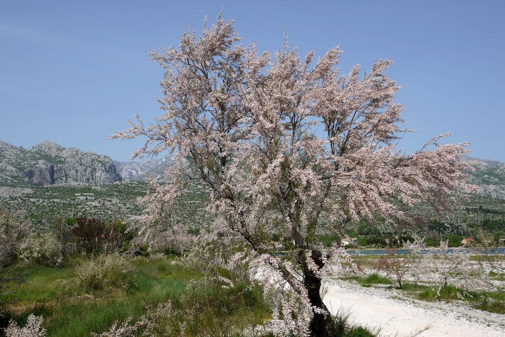 Paklenica Sport Apartments Starigrad Paklenica Dış mekan fotoğraf